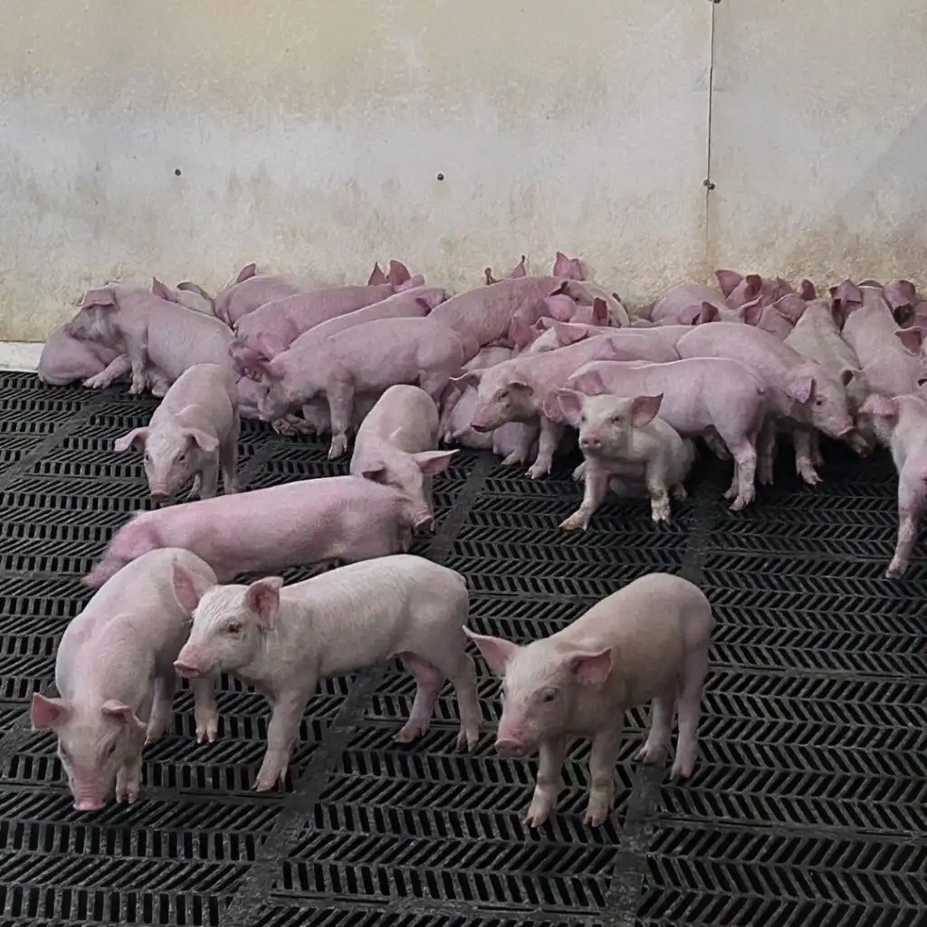 group of young domestic pigs