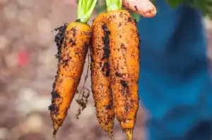 Fresh carrots from local farm used by Chefski farm-to-table personal chef in Indianapolis